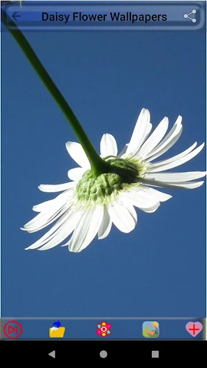 Daisy Flower Wallpapers Screenshot 1