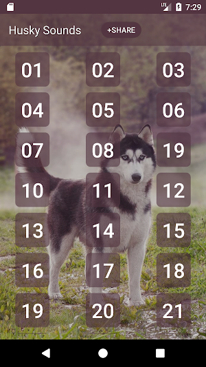 Siberian Husky Dog Sounds Screenshot 0