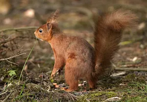 Squirrel Wallpapers Screenshot 1