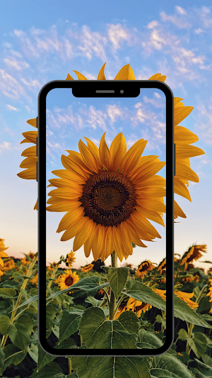Flowers Wallpaper UHD Screenshot 3