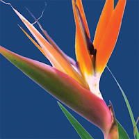 FloralApp