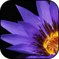 Violet wallpapers