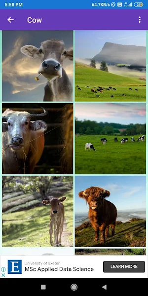 Cow, Goat Wallpapers Screenshot 0