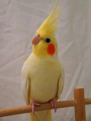 Cockatiel Wallpapers HD Screenshot 2