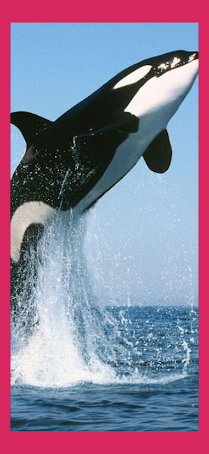 Orca Whale Wallpaper Live HD Screenshot 2