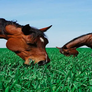 Animal Wallpapers Screenshot 0