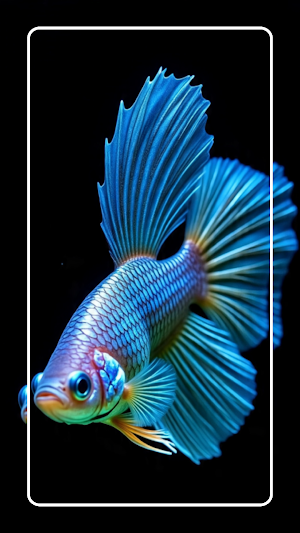 Betta Fish Wallpapers Screenshot 3