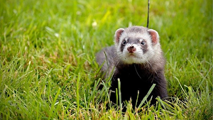 Ferret Sounds Screenshot 3