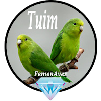 Canto Fêmea de Tuim