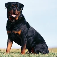 Rottweiler Dog Wallpapers
