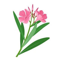 AI Oleander Scanner