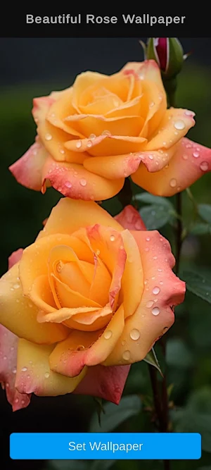 Beautiful Rose Wallpaper Screenshot 0