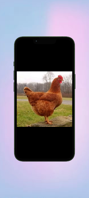 Ayam WalL Screenshot 3