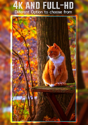 kucing wallpaper kucing Screenshot 1