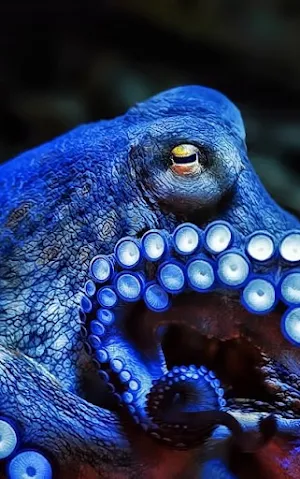 Octopus Wallpapers Screenshot 3