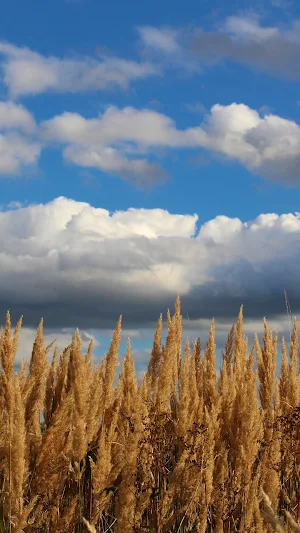 Feather Reed Grass Wallpaper Screenshot 3