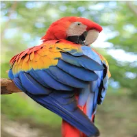 Birds Wallpaper 4k 2023