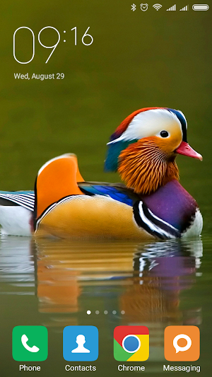 Mandarin duck Wallpapers Screenshot 3