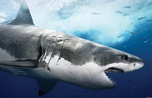 Shark Wallpapers Screenshot 1