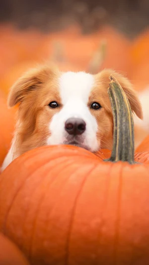 Border Collie Wallpapers Screenshot 2