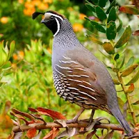 Quail Sounds - Quail Bird Calls