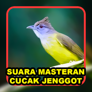 Masteran Cucak Jenggot Screenshot 1