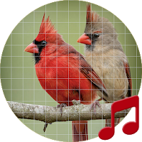 Cardinal Bird Sounds ~ Sboard.pro