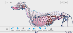 Complete Canine 3D - anatomy Screenshot 3