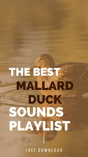 Mallard duck ringtones screenshot 2