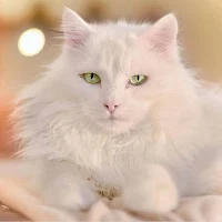 Angora Cat Wallpaper