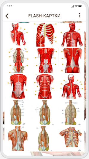 Human Anatomy. Myology Screenshot 3
