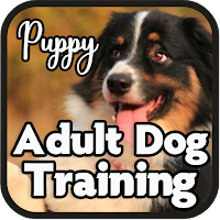 Puppy Adult Dog Training