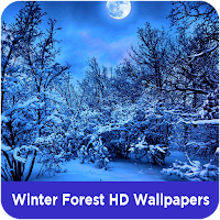 Winter Forest HD Wallpapers