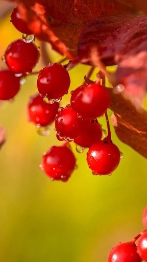Viburnum Wallpapers Screenshot 3