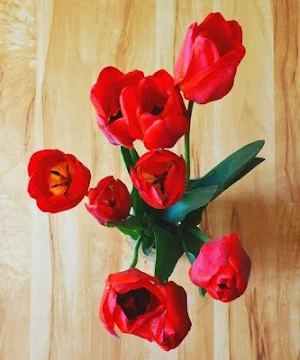 Tulipanes de Colores Fondos, I Screenshot 3