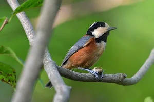 Animal Images App Screenshot 0