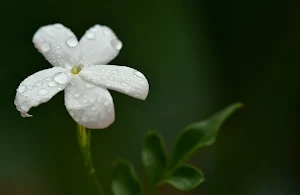 Jasmine Flowers Wallpapers Screenshot 2