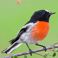 Bird Wallpaper