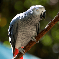 African Grey Parrot Sounds
