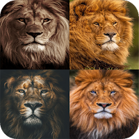 Lion Wallpaper HD
