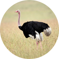 Ostrich and Emu Sounds
