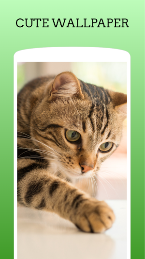 Cute Animal Wallpaper HD Screenshot 0