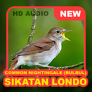 Kicau Burung: Sikatan Londo Screenshot 0