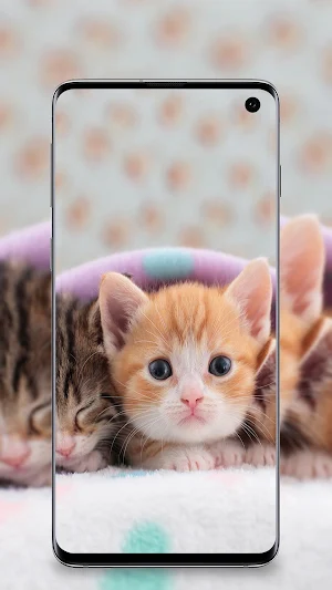 Cute Cats wallpapers Screenshot 2