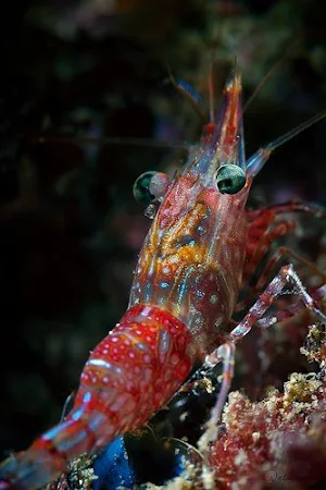 Peacock Mantis Wallpapers Screenshot 0