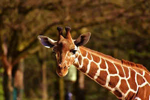 Wild animals wallpapers Screenshot 3