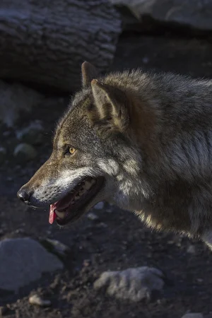 Wolf Wallpaper HD : backgrounds & themes Screenshot 2