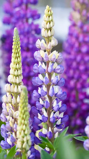 Lupine Wallpaper Screenshot 3