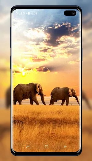 Elephant Wallpaper Screenshot 3