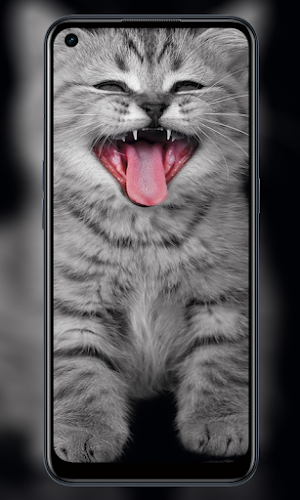 Wallpaper Cute cat 4K Screenshot 2